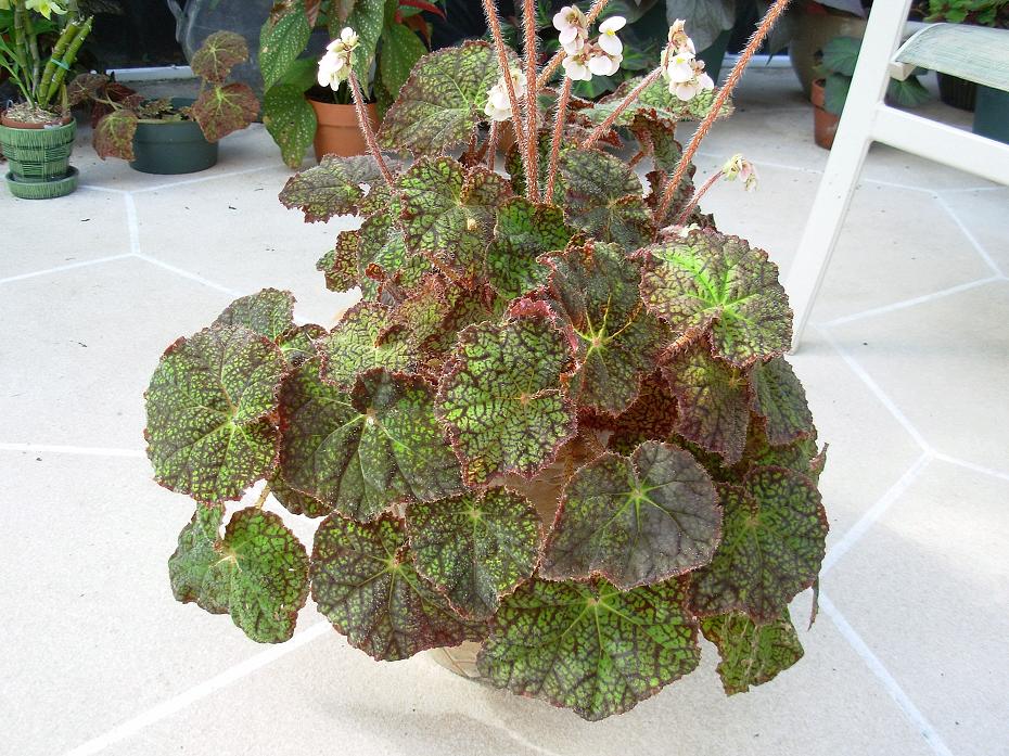 B. ‘Suellen’